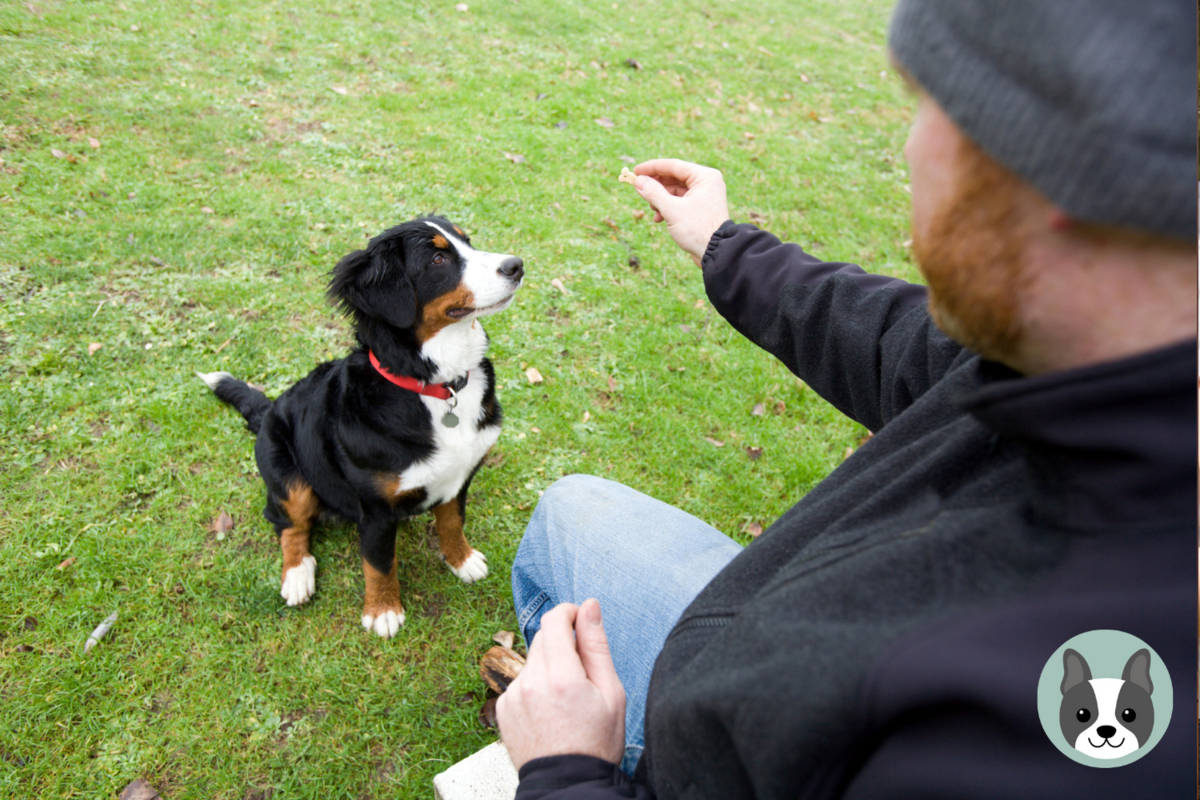 Как научить собаку команде "дай лапу": дрессируем как профессионал