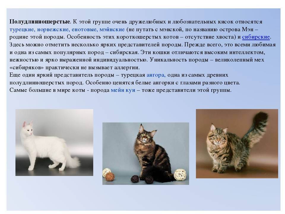 Турецкий ван: описание породы кошек, характер домашних питомцев, рекомендации по уходу и содержанию