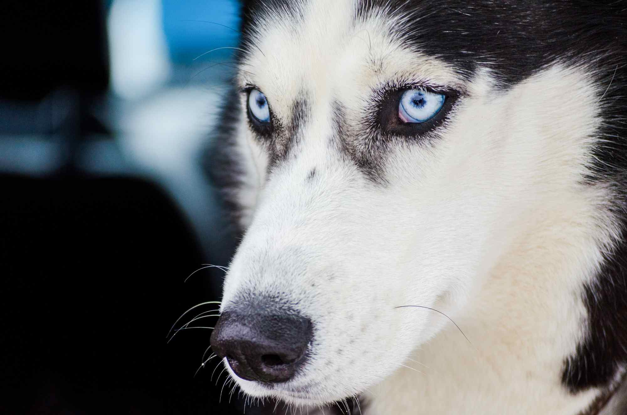 Какие существуют породы собак с голубыми глазами