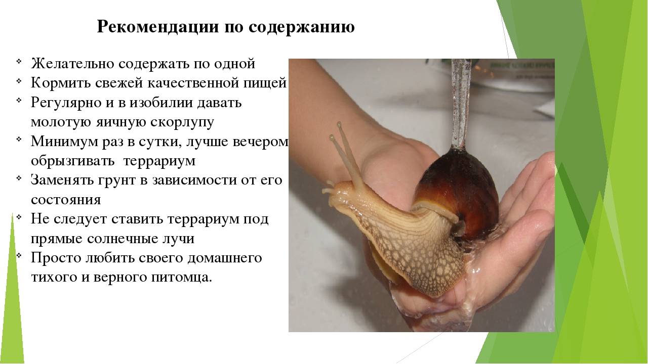 Улитка ахатина: питание,размножение,содержание,фото. | аквариумные рыбки
