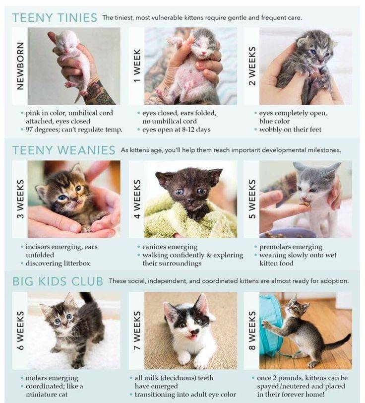 Этапы развития новорожденных котят