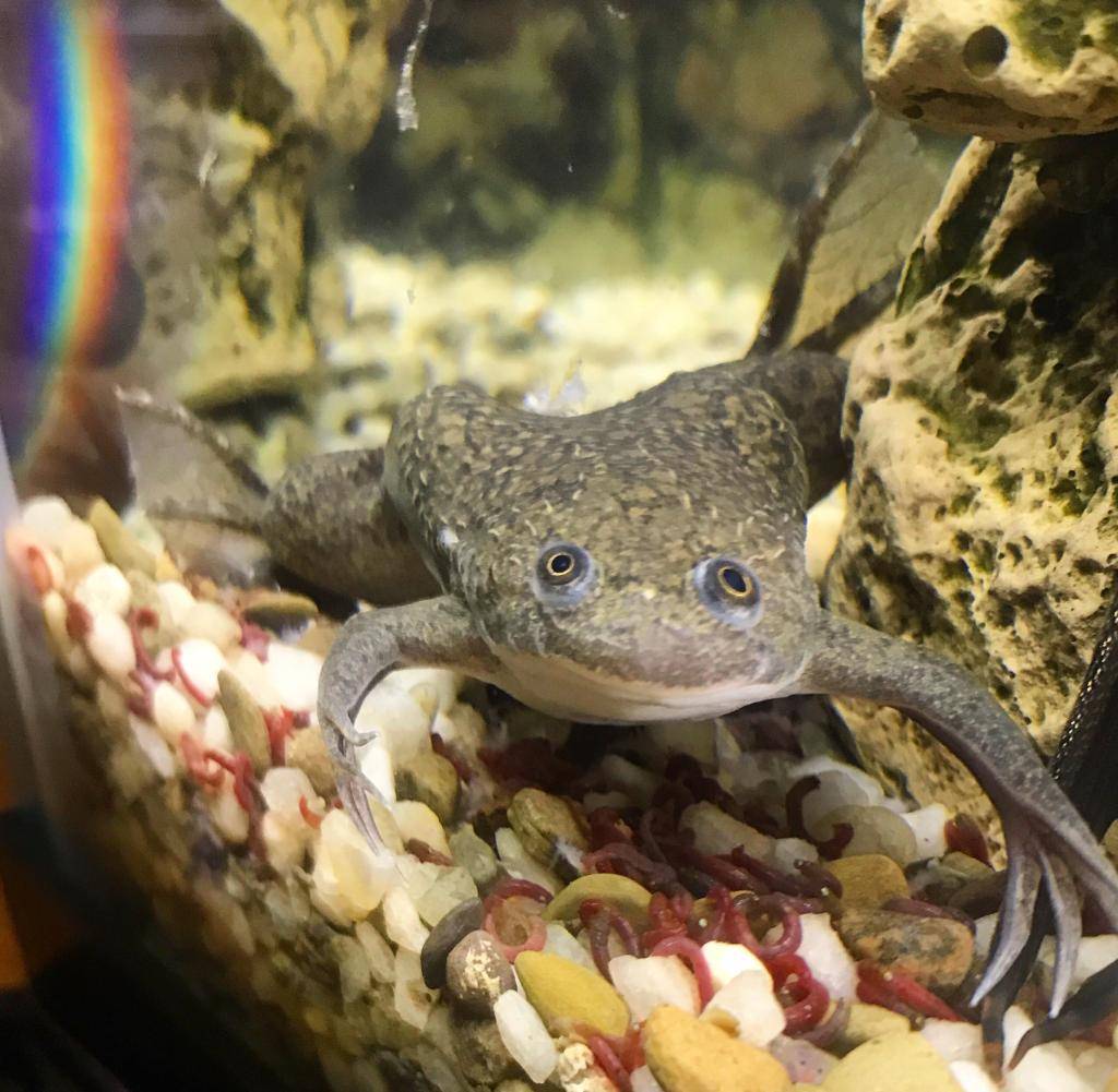 Чем кормить лягушку в аквариуме в домашних условиях