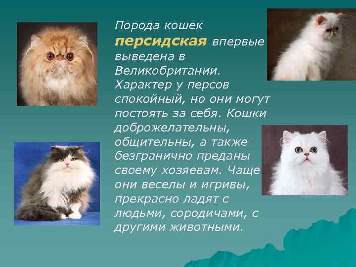 Кошки персидские шишиллы: описание породы, характер, особенности ухода, история