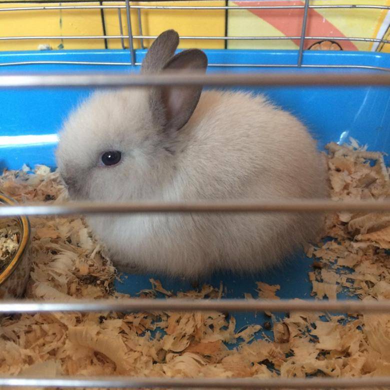 Декоративный кролик: цена в зоомагазине и на рынке