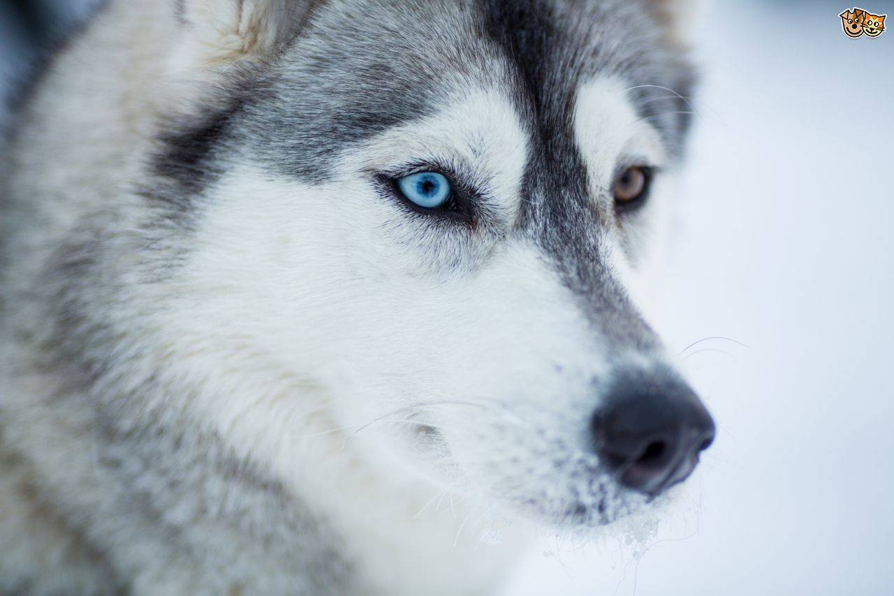Хаски с голубыми глазами: фото собак, причины появления этой особенности у породы и меняется ли цвет у щенков с возрастом