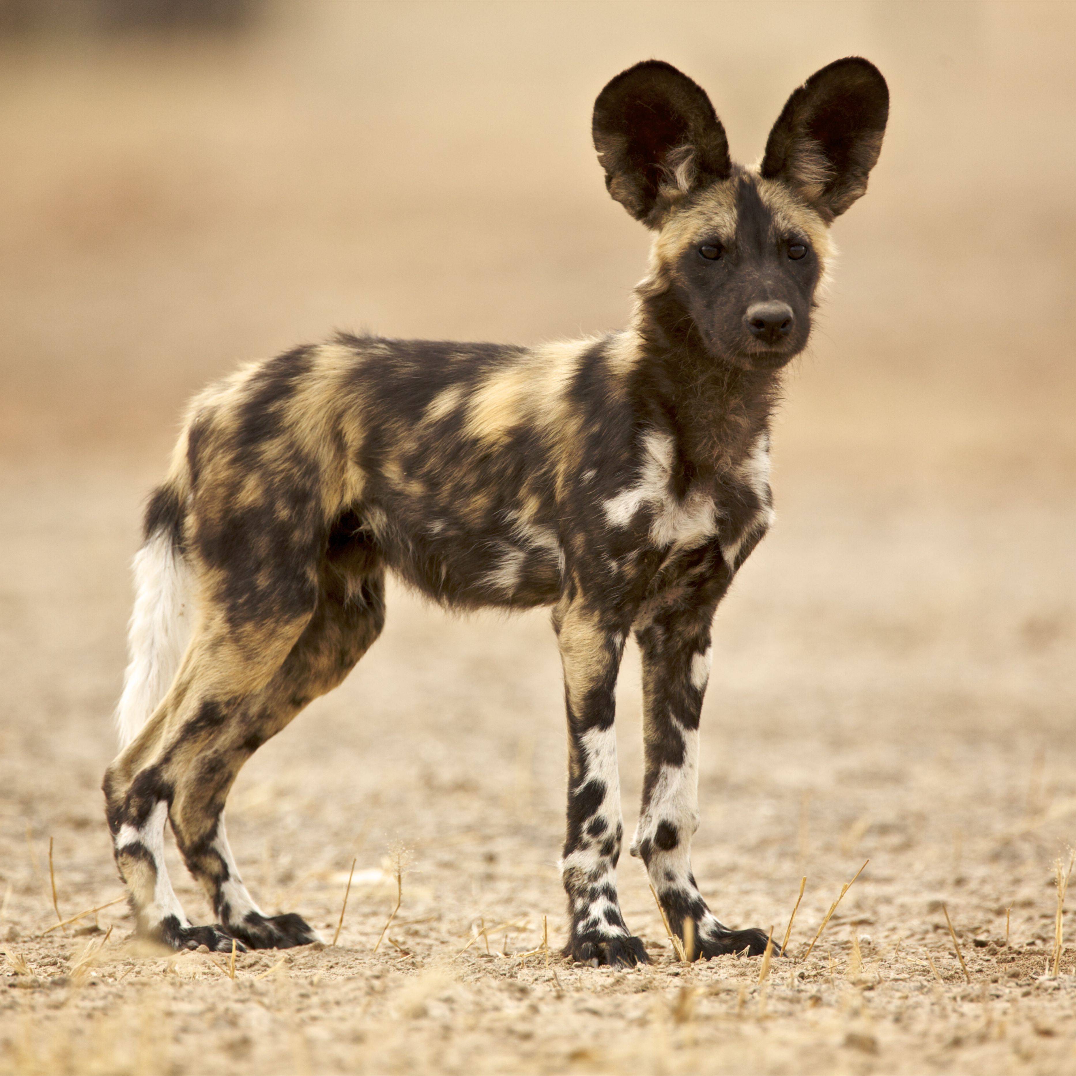 Кто такие африканские гиеновидные собаки и как они выглядят: содержание дома