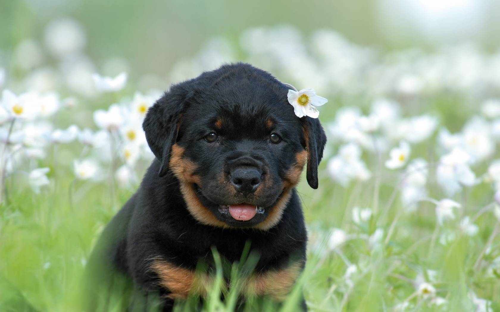 Подробное описание ротвейлеров: золотистые, черные, белые собаки породы