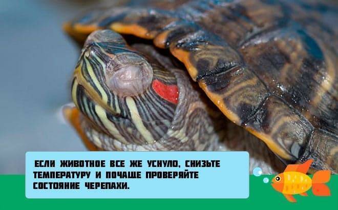 Спячка красноухих черепах: описание,фото,видео. | аквариумные рыбки