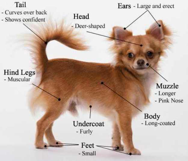 Как выглядит собака чихуахуа: характеристика внешности и поведения породы