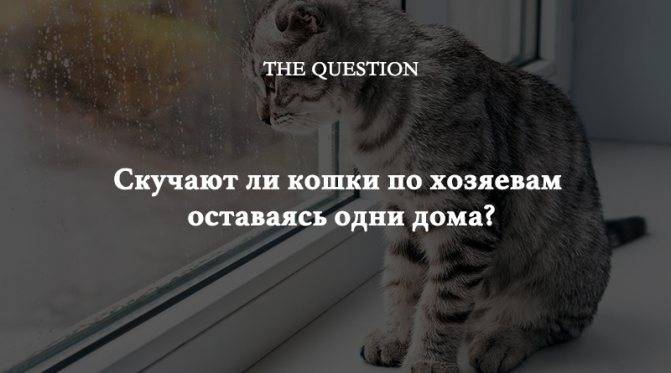Скучают ли кошки по хозяевам? - gafki.ru
