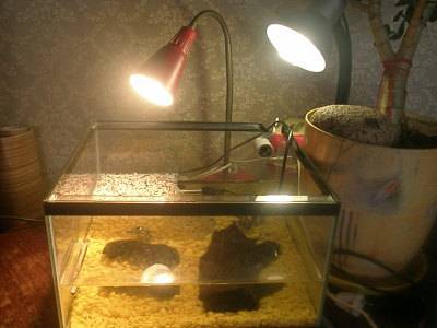 Ультрафиолетовая лампа для черепах: выбор и использование освещения для аквариумов и террариумов с красноухими и сухопутными черепахами