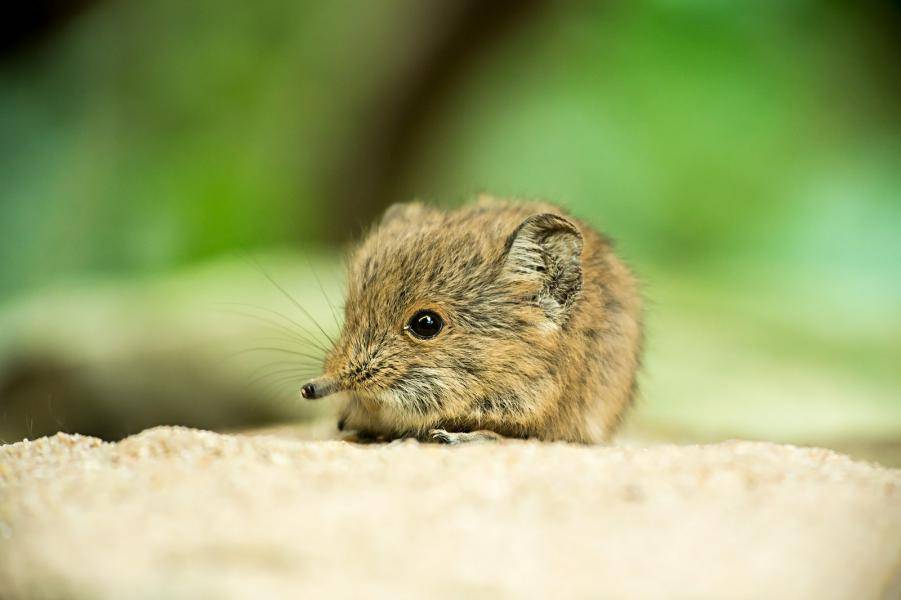 Короткоухий прыгунчик - крошечное млекопитающее