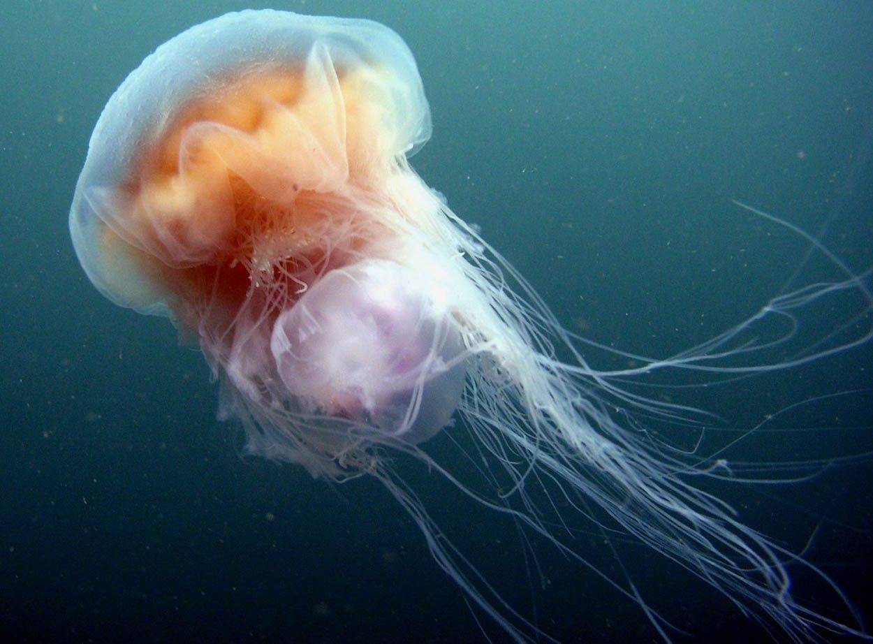 ???? насколько опасны и ядовиты медузы черного моря