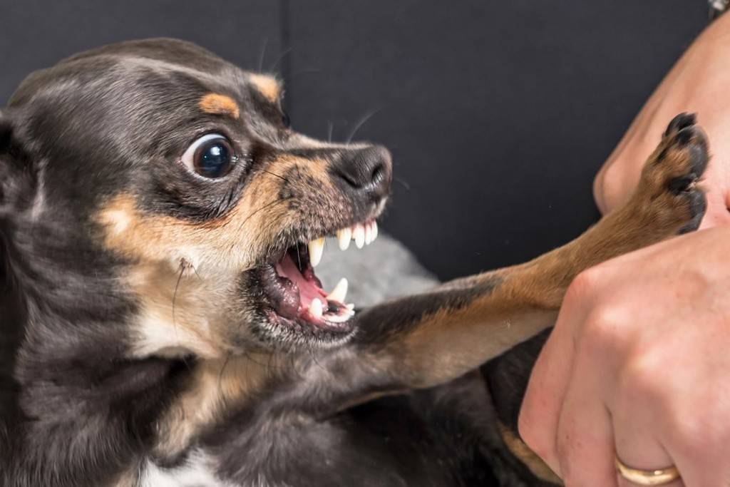 Как отучить собаку кусать других людей - wikihow