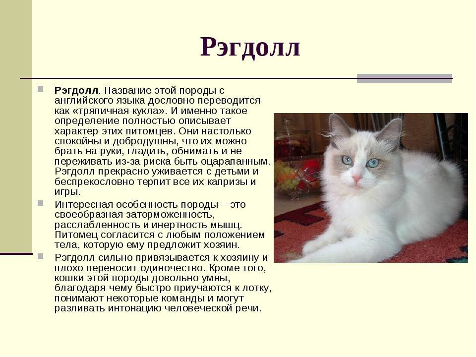 Кошка рэгдолл: описание и характер породы, отзывы владельцев