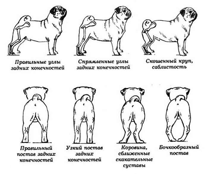 Особенности течки у собак: когда начинается, как проходит и сколько длится период