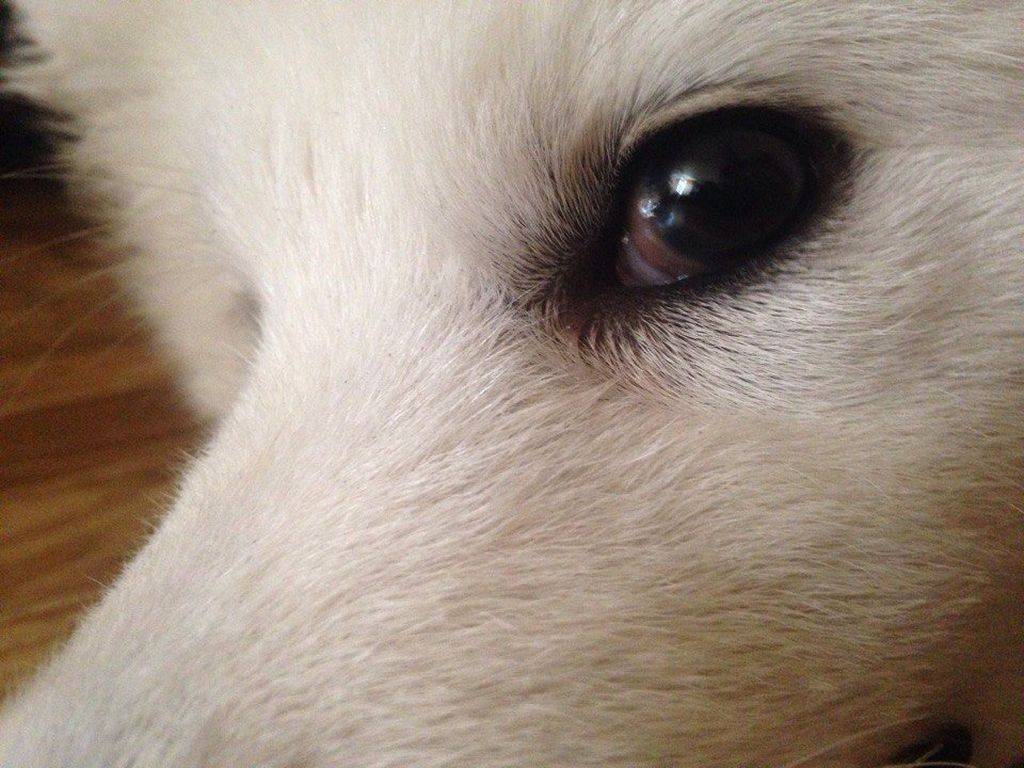 Что делать, если у собаки красные глаза и слезятся? – советы профессионалов