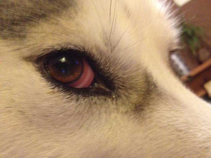 Слезятся глаза у собаки: причины, что делать, лечение, заболевания, в домашних условиях