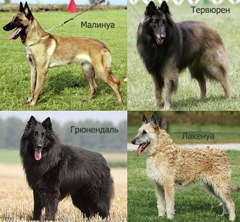 Разновидности немецких овчарок (белая, черная, китайская и другие)