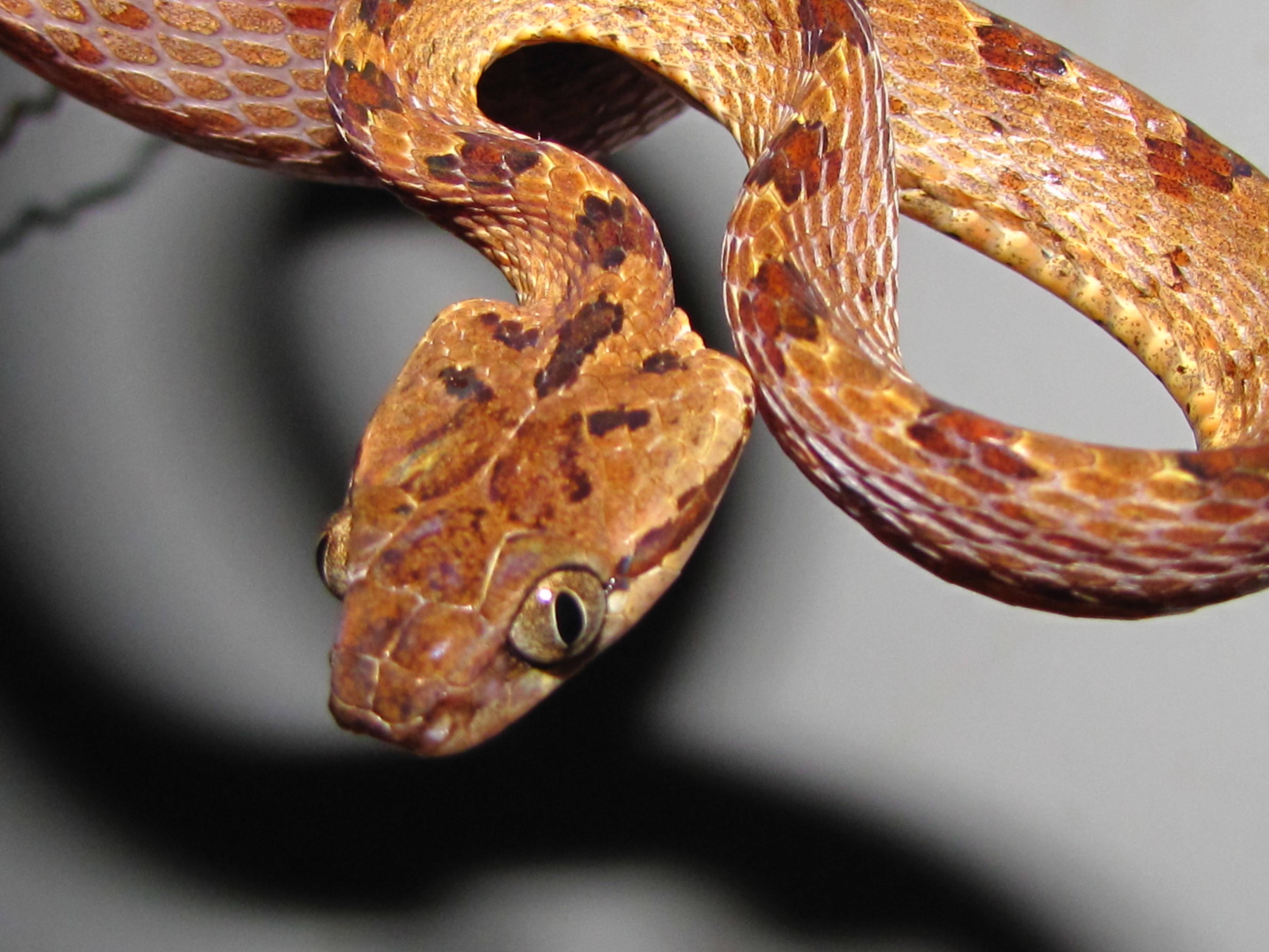 Молочная змея: описание,уход,размножение,фото,виды