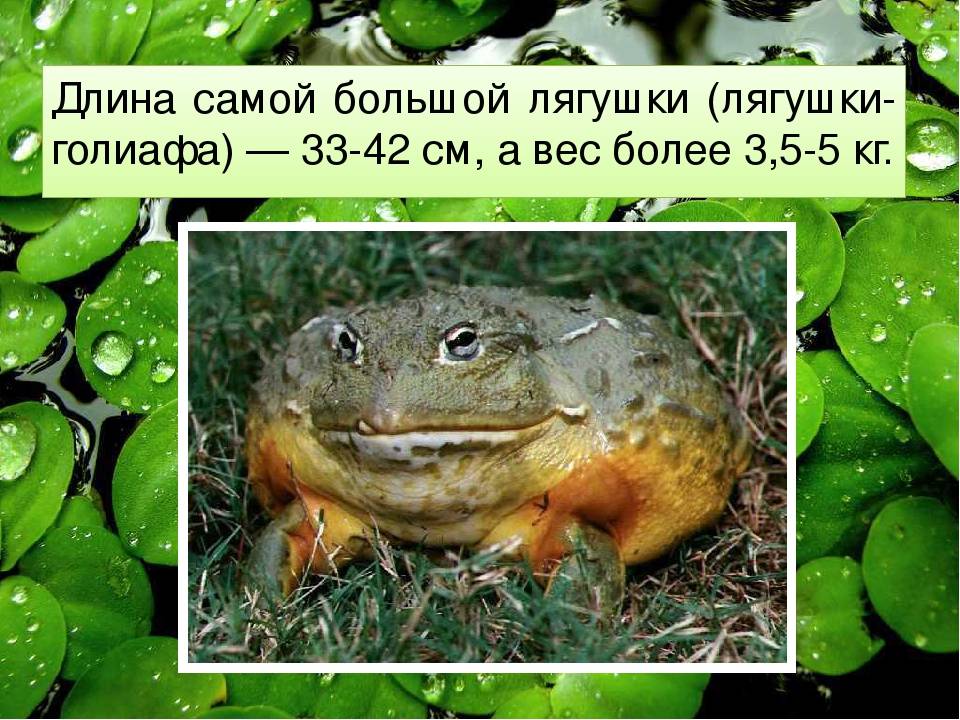 Сходство лягушки и жабы 2. Сходство лягушки и Жабы. Лягушка и жаба разница. Жаба и лягушка отличия. Отличие Жабы от лягушки.