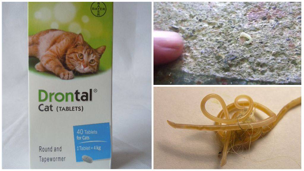 Препараты от глистов для кошек: как правильно выбрать противоглистное средство, советы и отзывы