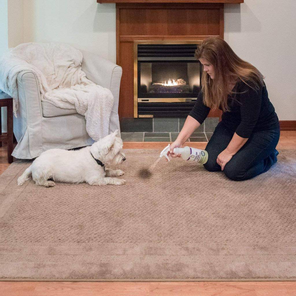 Как избавиться от запаха собачьей мочи в квартире: проверенные способы