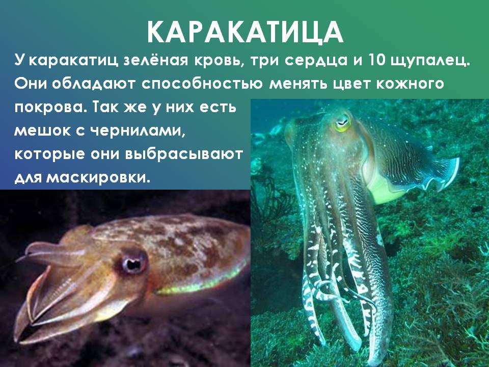 Каракатица - это головоногий моллюск: описание, образ жизни и питание