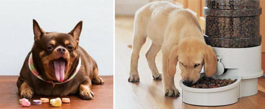 Запор у собаки: причины и что делать в домашних условиях | блог ветклиники "беланта"