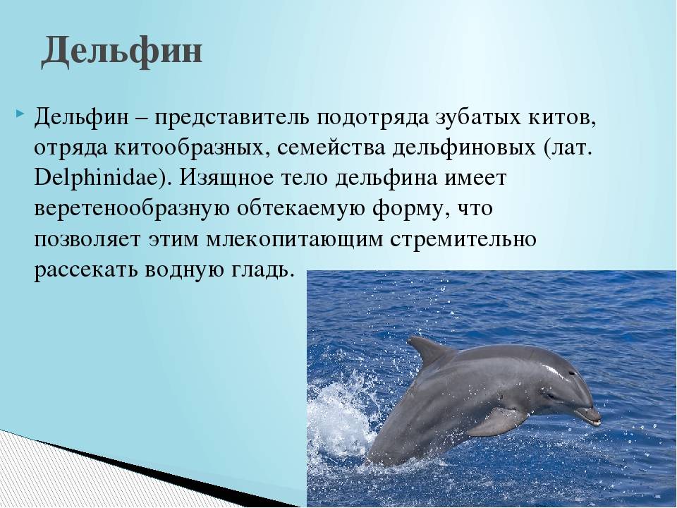 Кит, как рожает. интересные факты про китят | интересные факты