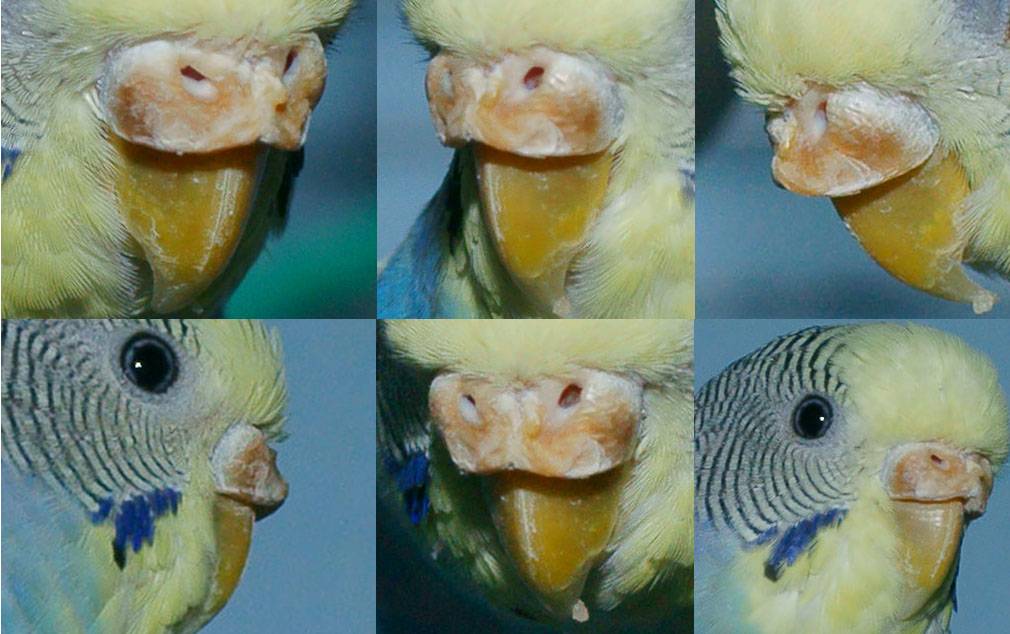 Травмы попугаев – причины, признаки, первая помощь птице