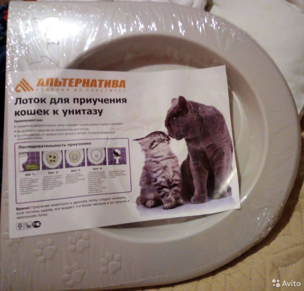 Хитрости и уловки: как приучить кошку к унитазу :: syl.ru