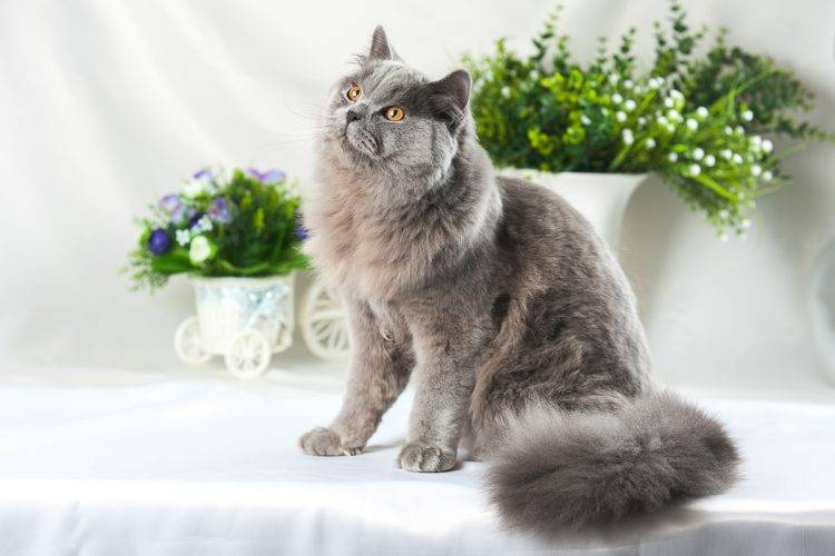 Британская длинношерстная кошка - описание породы и особенности ухода, основные сведения: характер котов, окрасы, корм