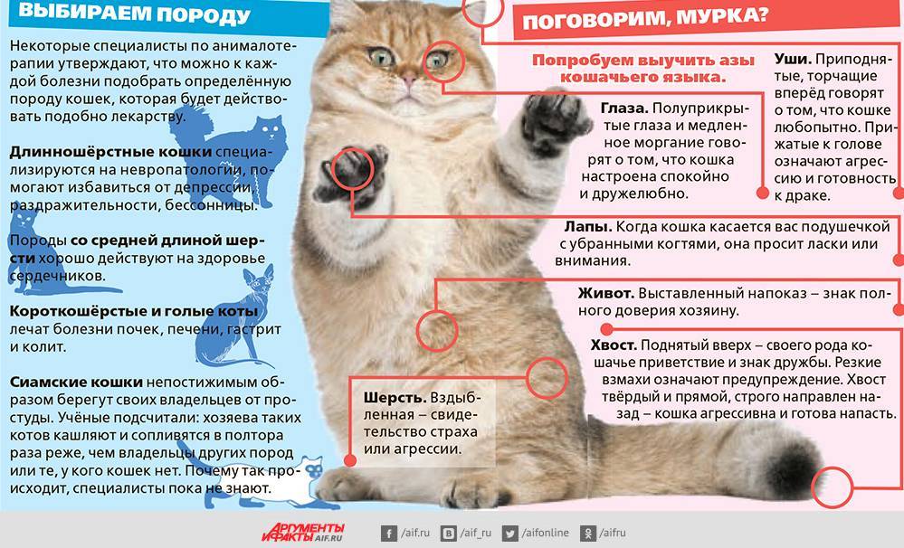 Грыжа у котов и кошек  симптомы и лечение