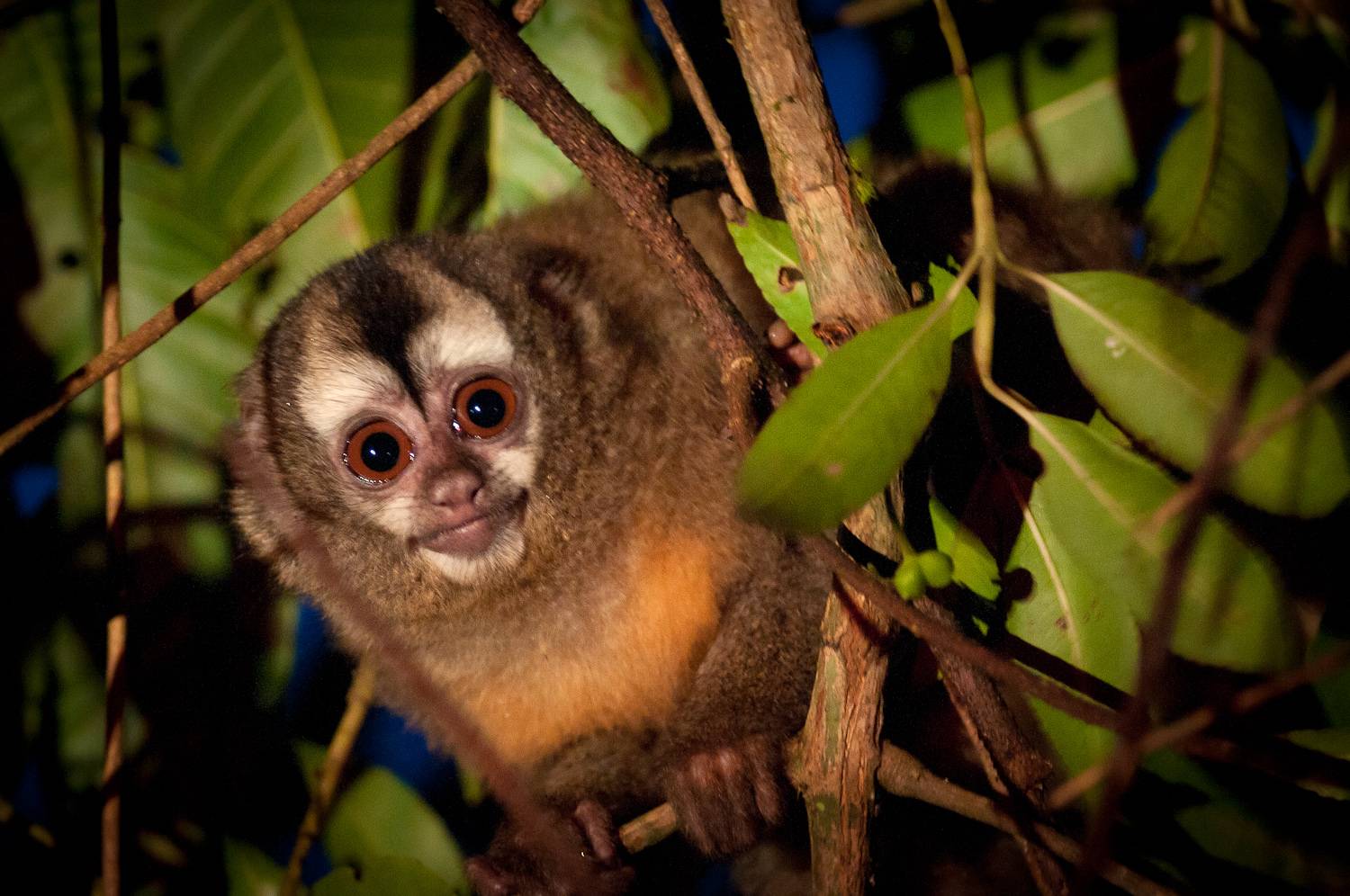 Ночные обезьяны: фото и видео экзотических животных