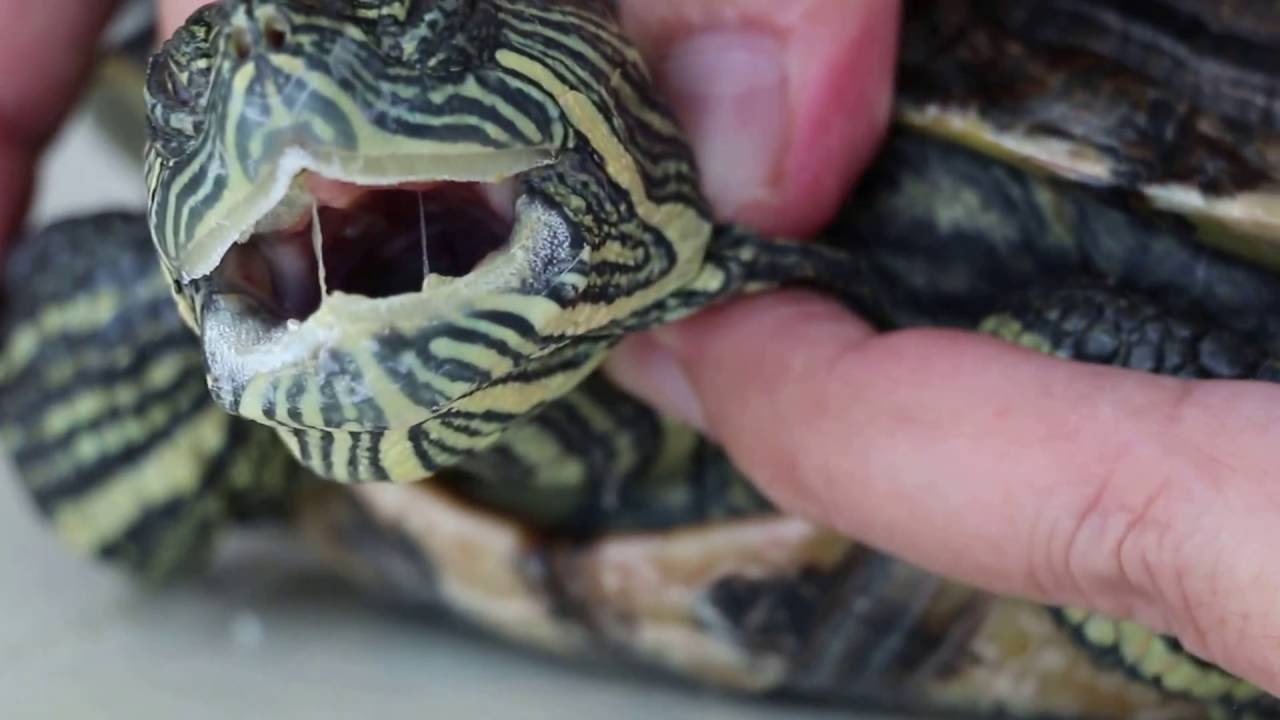 Красноухая черепаха в домашних условиях: опыт содержания — блог анатолия бузова