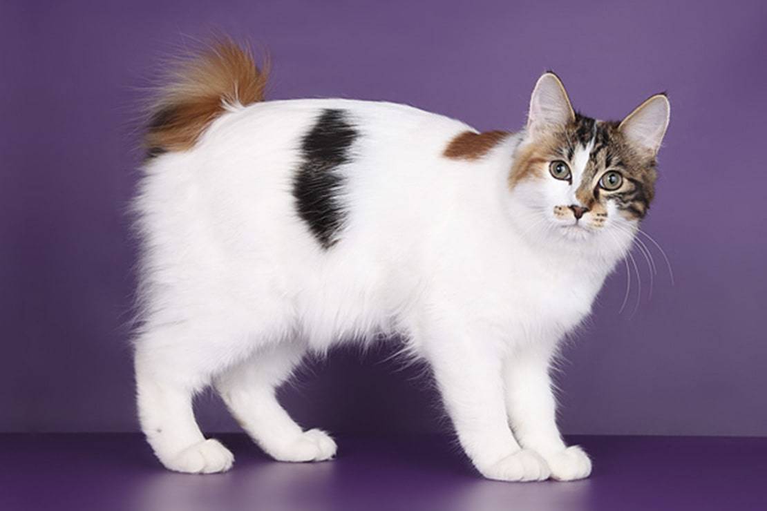 Кошка японский бобтейл: фото, описание породы, характер, уход, отзывы