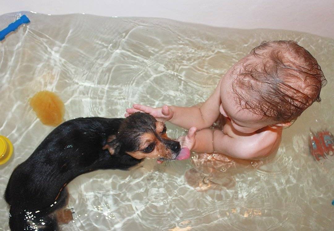 С какого возраста можно купать щенка
