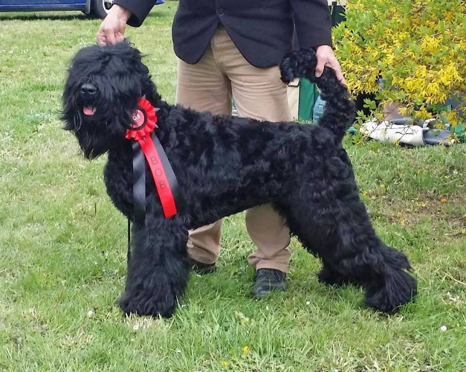 Собака большой русский черный терьер: особенности породы и описание характера