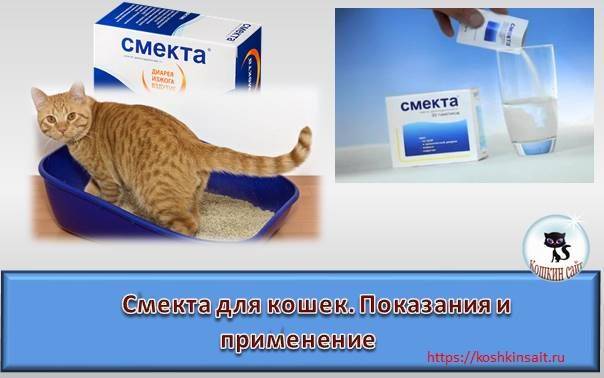 Что давать коту от поноса в домашних условиях, какое лекарство? :: syl.ru