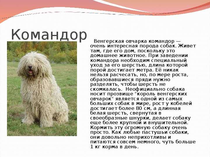 ᐉ собака командор или венгерская овчарка: фото и описание породы, особенности дрессировки и содержания породы - zoovet24.ru