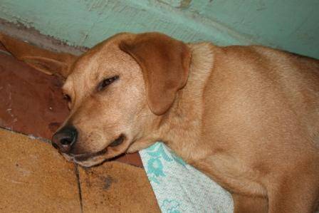 У собаки желтая темная моча, причины и лечение при выделениях коричневого, оранжевого, ярко-желтого или зеленого цвета, у щенков и взрослых питомцев
