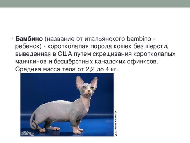 Бамбино: порода лысых кошек из группы сфинксов похожих на таксу, а еще вы увидите этих котов на фото