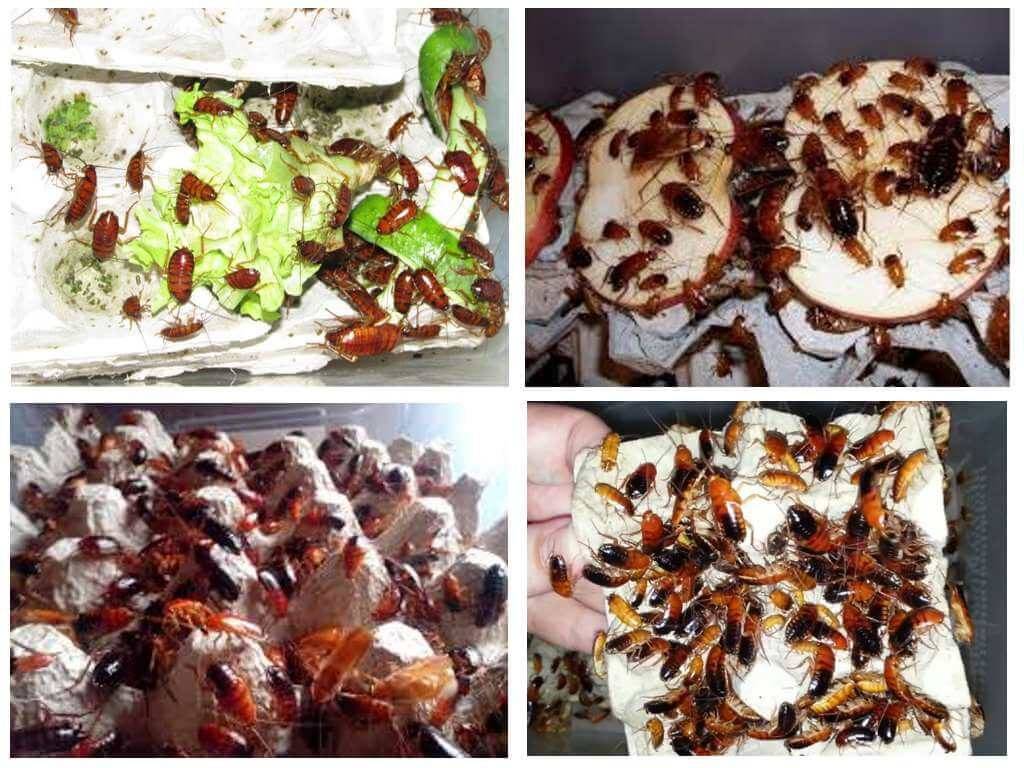 Туркменский таракан, особенности содержания, разведения, питания