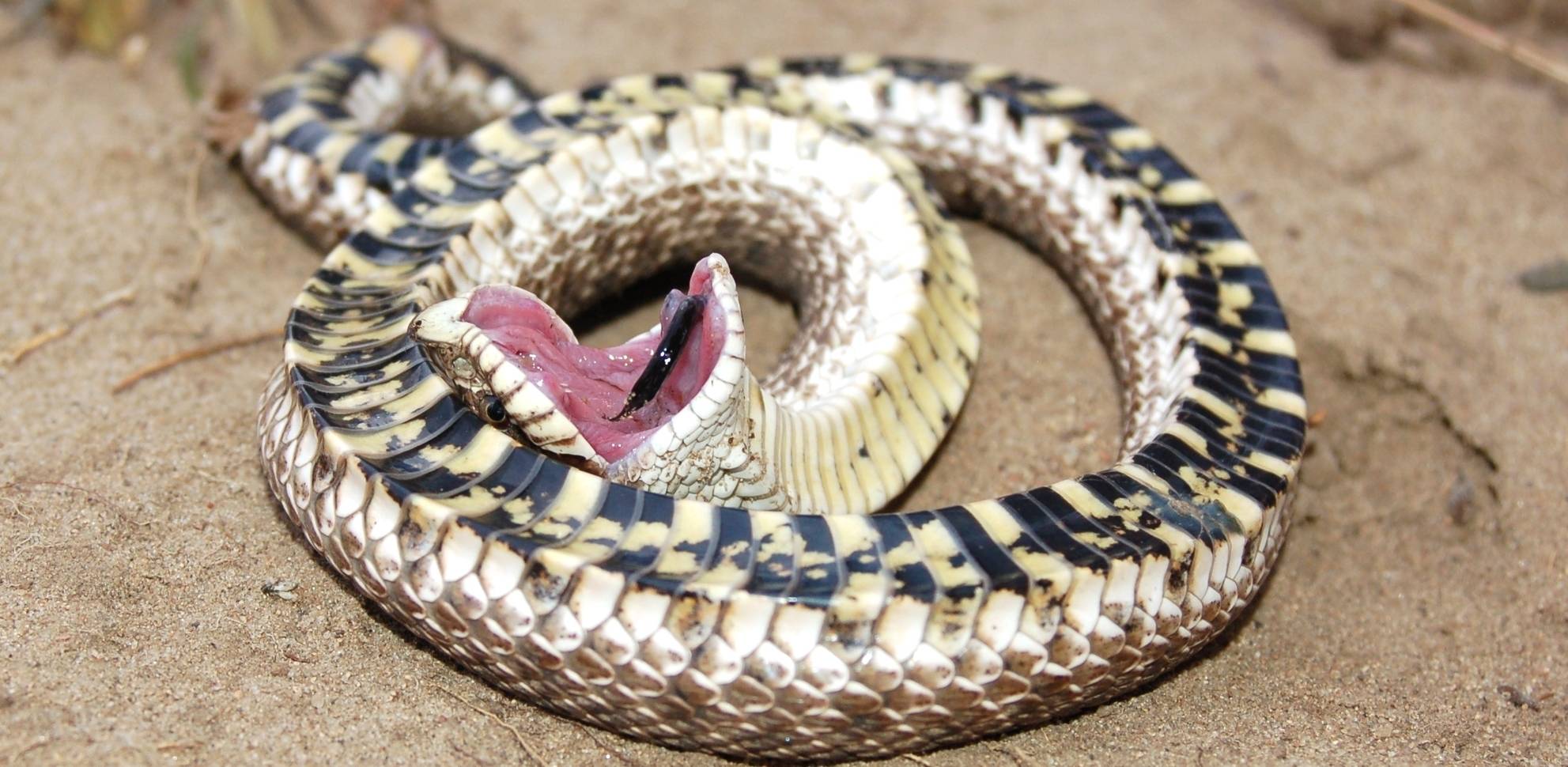 Западная хищная змея - western hognose snake
