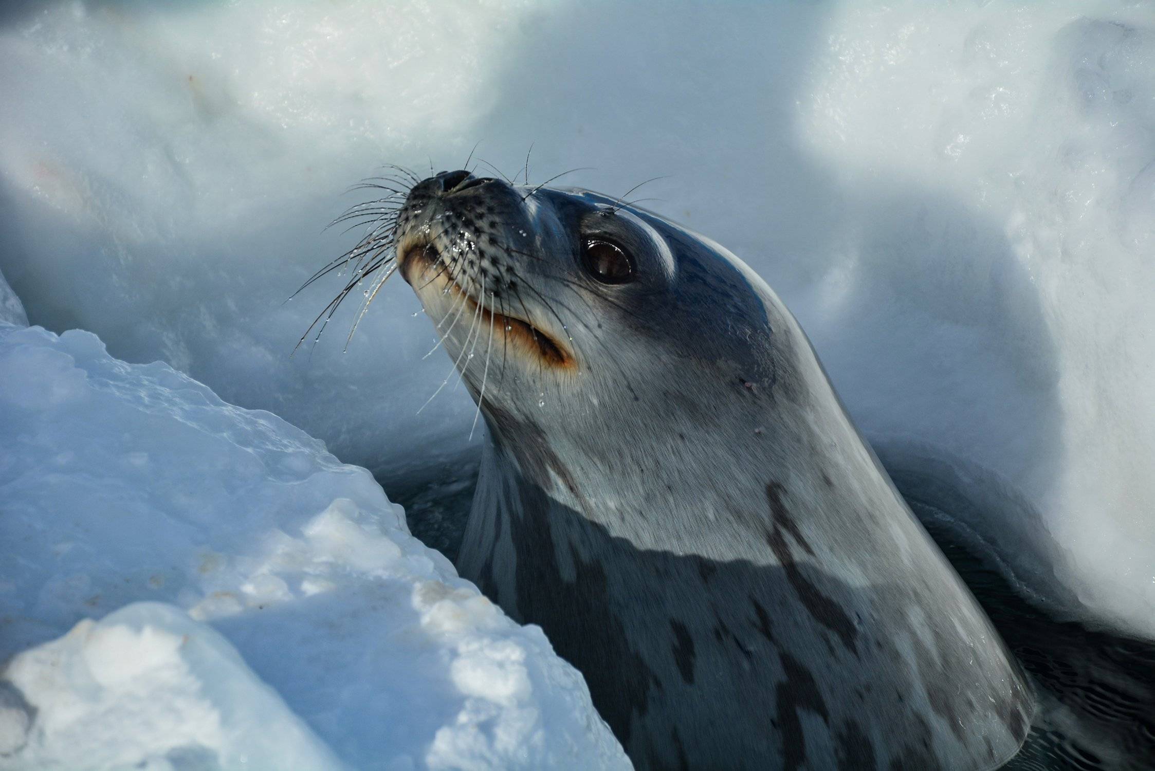 Тюлень гренландский | мир животных и растений