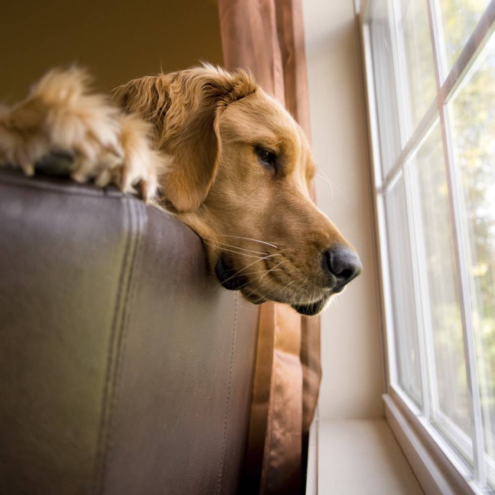Собачья депрессия. что делать, когда ваша собака грустит