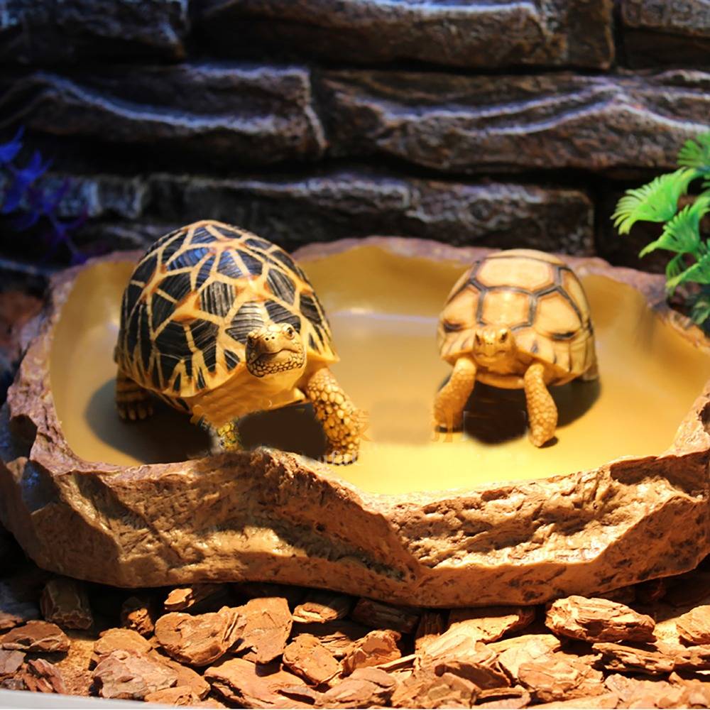 Террариум для сухопутных черепах: обустройство, размеры