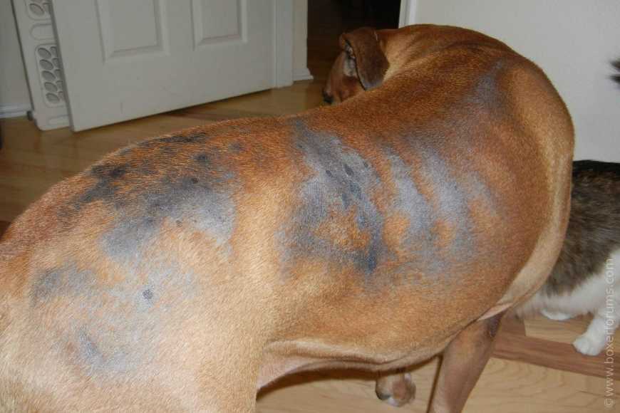 Все про выпадение шерсти у собаки