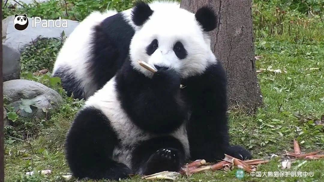Большая панда (фото) – редчайшее животное родом из азии